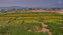 Image for story: Sky Vision picks sunflowers at Andelin Family Farm 