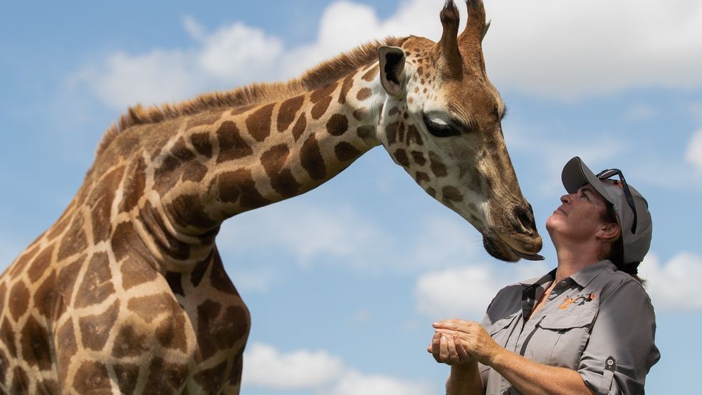 Image for story: Giraffes could soon become an endangered species