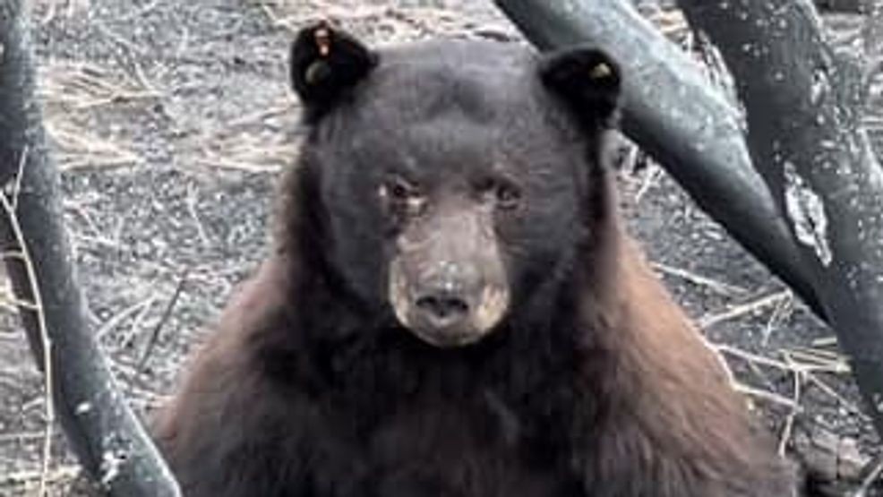 Image for story: GALLERY: Hope for recovery as Nugget the bear receives treatment post-Davis Fire