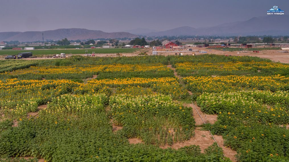 Andelin Family Farm Sunflowers-2_RTAG.jpg