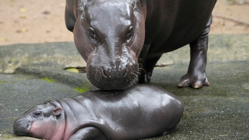 Image for story: Thailand's pygmy hippo star Moo Deng gets her own song in four languages