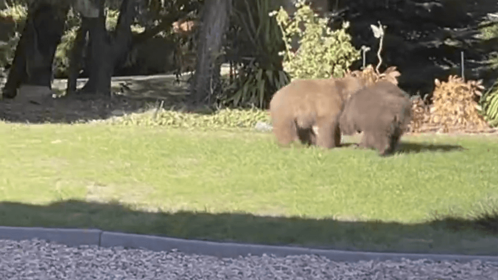 Image for story: Bear activity on the rise in Southwest Reno, officials urge residents to be BearWise